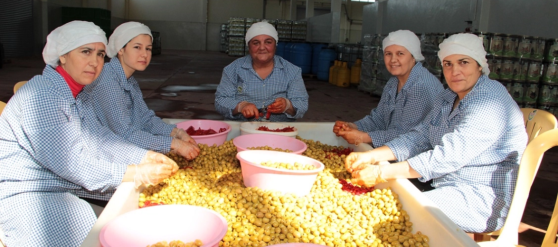 Sürdürülebilir Uygulamalarla İklim Değişikliğine Dayanıklı Bir Zeytincilik