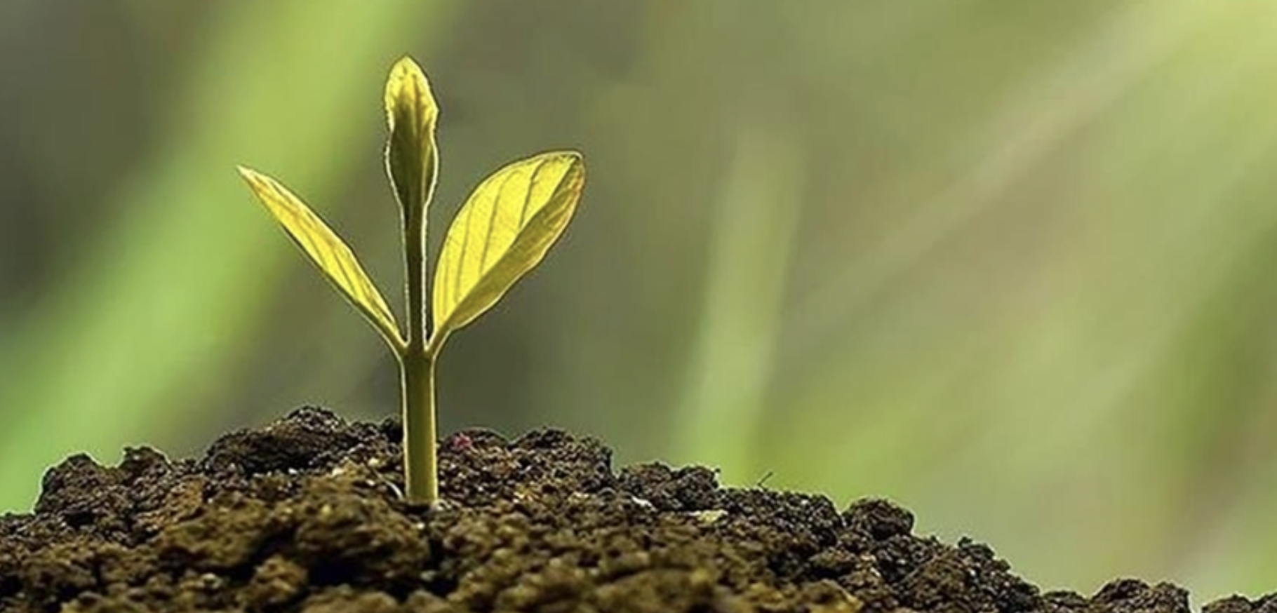 İklim Değişikliği Azaltım Stratejisi ve Eylem Planı güncellenecek